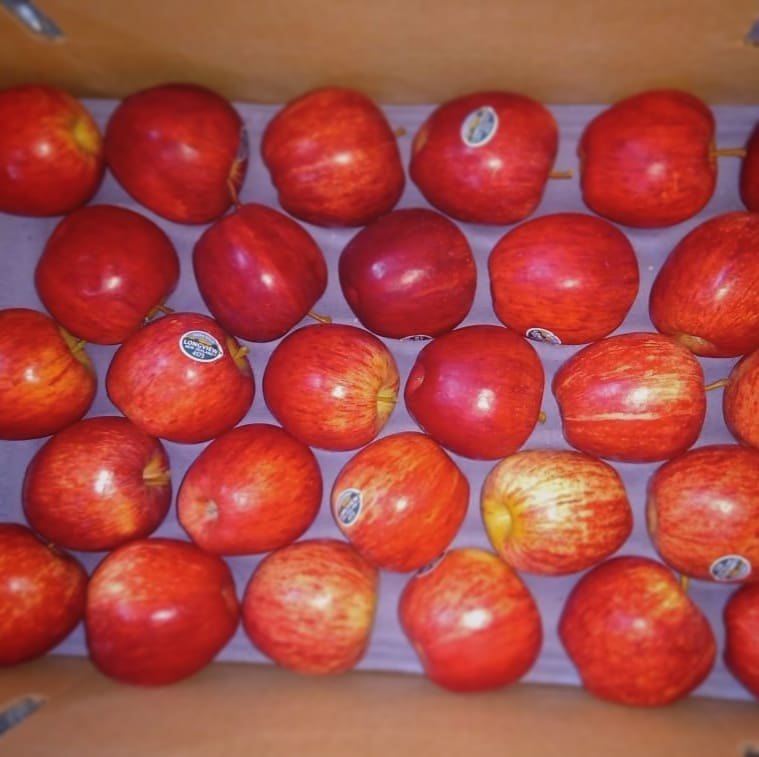 ROYAL GALA APPLE indian