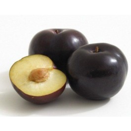 plum imported
